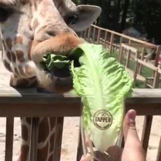 giraffe