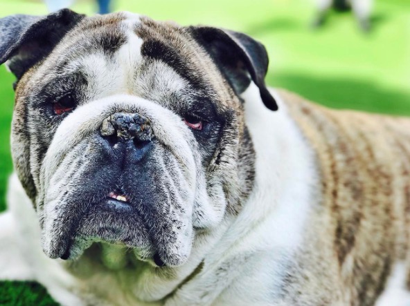 Voila_Capture 2017-02-17_10-58-02_AM